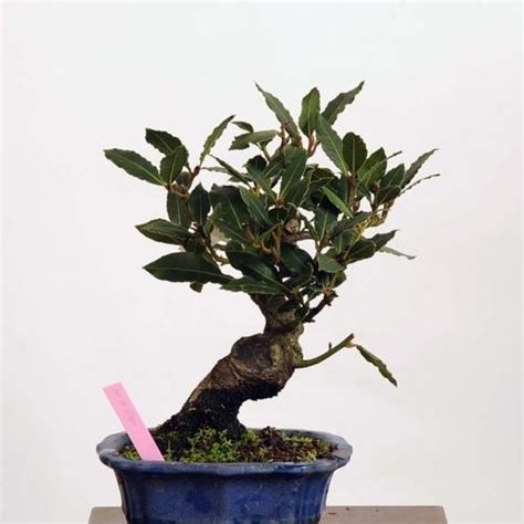 桂樹盆栽|山採り月桂樹 【Bonsai diary 盆栽日記 8/1】初心者の簡単盆栽の。